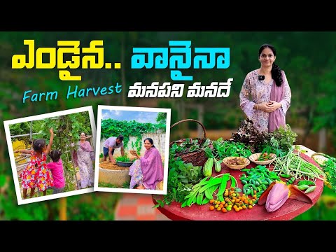Farm Harvest /ఒక ఆనందకరమైన ఫార్మ్ డే @MADGARDENER  #garden  #gardening  #growyourownfood