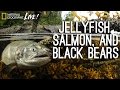 Wildlife and Conservation in Great Bear Rainforest