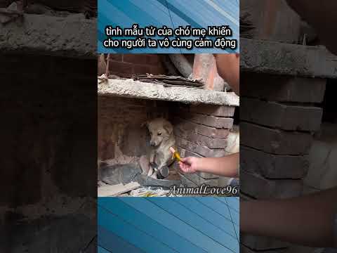 tình mẫu tử của chó mẹ khiến cho người ta vô cùng cảm động