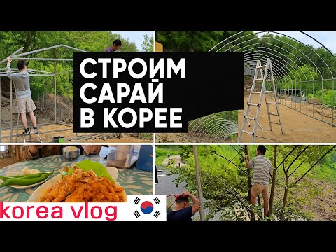 Корейские технологии и бездомные куры ^^ KOREA VLOG