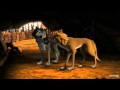 Trailer 2 do filme Alpha and Omega 2: A Howl-iday Adventure