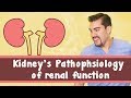 Kidney Function and Related Concepts
