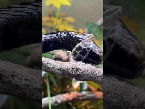 LIVE सांप ने केचुली उतारी #cobra #rescue #snakecobra #viralshort