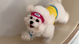 앞으로 이건 멍휠이라 부르기로 해요(캣휠타는 강아지)
