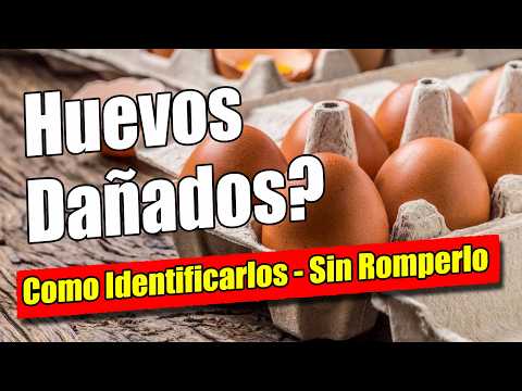 🥚 Huevo FRESCO o PODRIDO? ¡Descubre cómo DETECTARLO rápido!