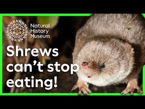 How much does the tiny common shrew have to eat? | Surprising Science