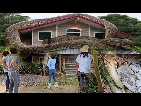 HACIENDA SA SANPABLO LAGUNA PINAMAHAYAN NG MGA AHAS#cobraprince #cobraking