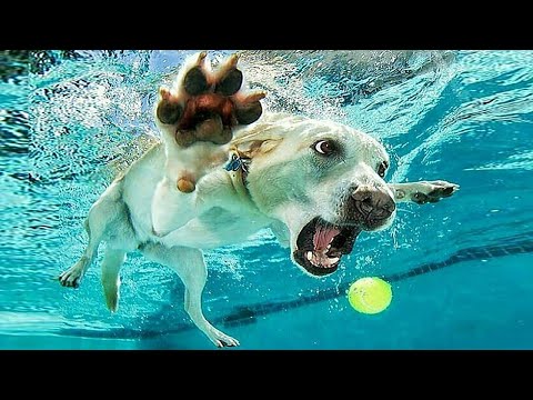 Funniest Animals 🐧 - Best Of The 2020 Funny Animal Videos 😁 - Cutest Animals Ever