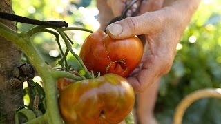 Starting a Garden - Insights from my Mum