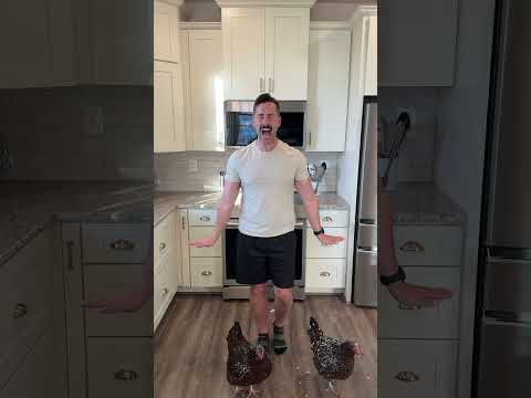 ERMAHGOD SAME DAY DELIVERY!       get#chickens #excited #chicks #speckledsussex #happy