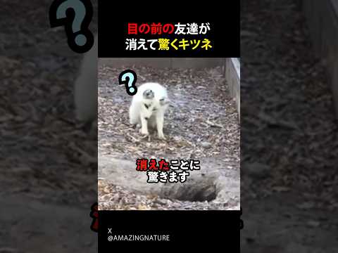 目の前の友達が消えて驚くキツネ