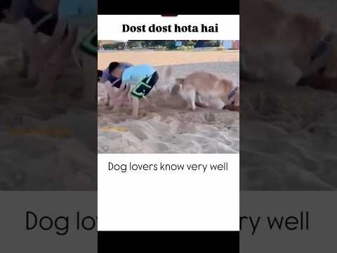 BhaiChara On Top #shorts #dogs #trending #viral