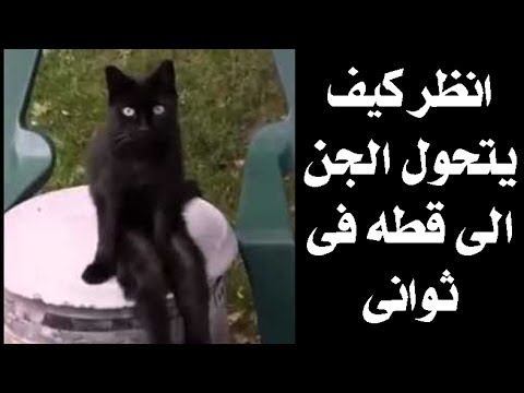 شاهد الطريقه التى يتحول بها الجن الى قطه وماذا يحدث للانسان اذا نظر فى عينه 5 ثوانى؟