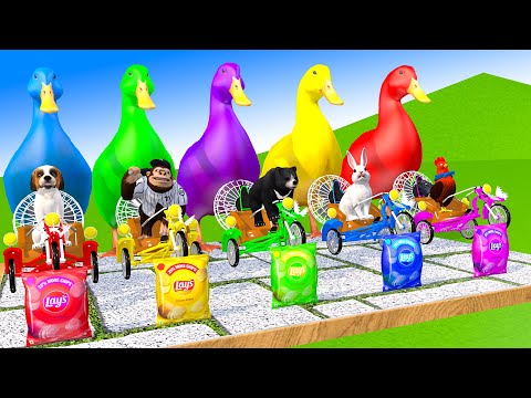 5 Giant Duck Cartoon, Cow, Elephant, Tiger, Lion Paint Wild Animals Crossing Fountain Animation
