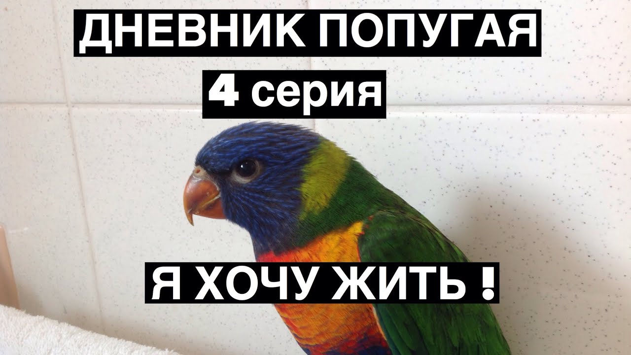 Дневник попугая. Австралия сидней. Я хочу жить! Австралийский лори 16. 11. 18