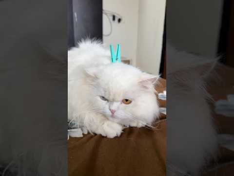 Would you try this? 😂 #cat #feline #cuteanimal
