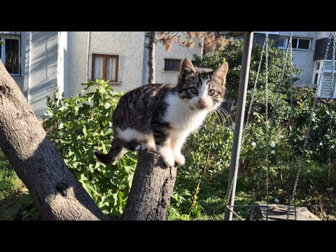 Incredibly cute little kitten can't get down from the tree.