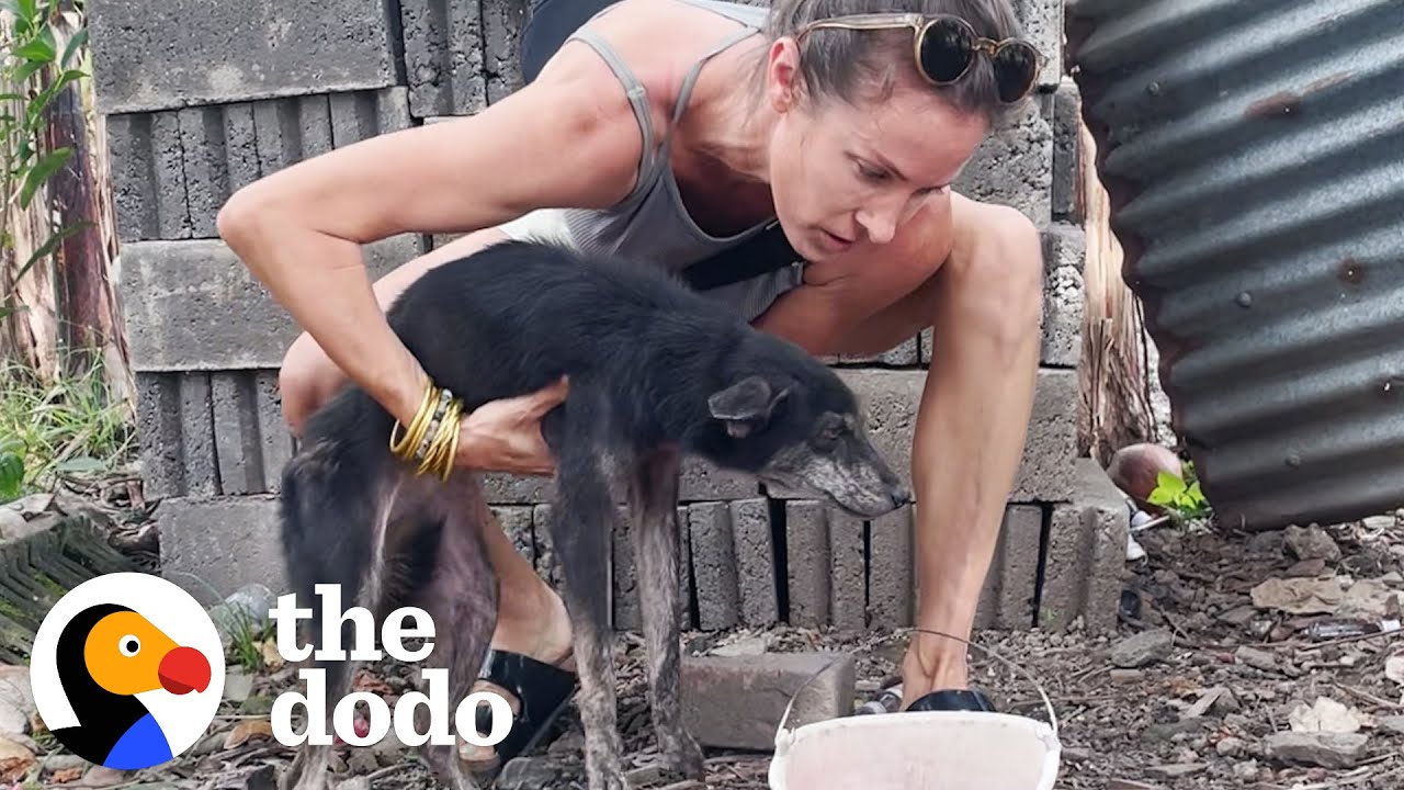Dog Tied To Fence Her Whole Life LOVES To Run On The Beach - The Dodo