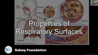Properties of Respiratory Surfaces