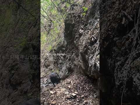 Amazing Wild Boar Daily Life In Mountain ⛰️ 🐗 #warthog #pig #boar #hog #viral #animal #wildlife