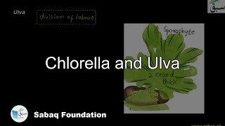 Chlorella and Ulva