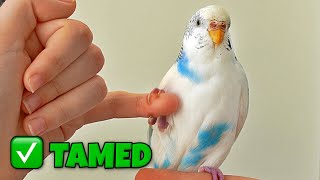Tamed My Scared Bird in 3 Days - Here's How (FAST GUIDE)