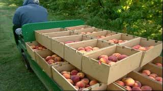 Martha and Frog Hollow Farm