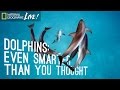Dolphin Behavior and Intelligence Assessment