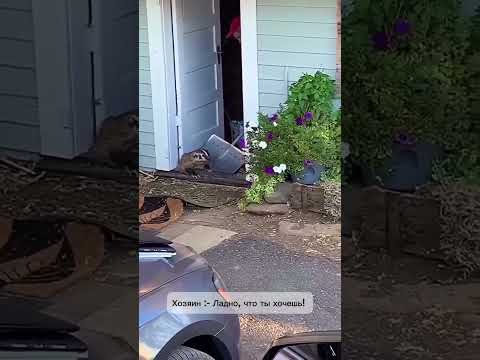 Выслушайте меня 🦝 #cat #смех #шортс #маркарян #memes #смешнойшортс #кот