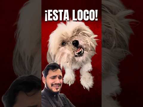 ¡ESTE PERRO ESTÁ LOCO! #shorts #shihtzu