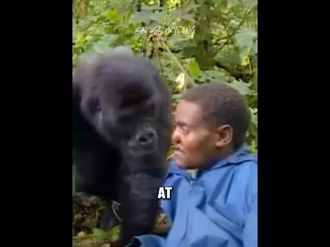 Gorillas Are RUTHLESS🦍. #animals #gorilla