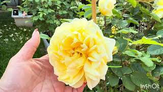 My 5 Beauties rose by David Austin 2026