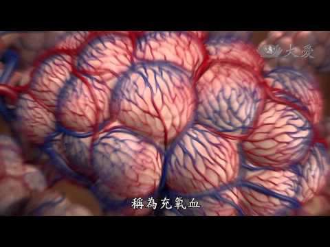 【發現】精華影片 - 20131221 - 人體奧秘系列 - 呼吸之間 - 肺臟 - YouTube