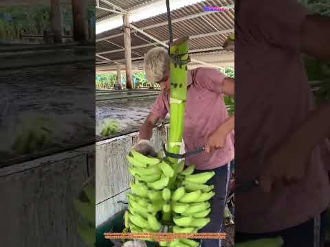 바나나 수확의 기술: 정밀함과 숙련도