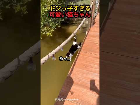 ドジっ子過ぎる猫ちゃん #shorts