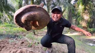 MENAKUTKAN ..!!! TEMUKAN 2 SOSOK ULAR SILUMAN BUNTET PENGHUNI LUBANG | ULAR | MANDA PETUALANG 