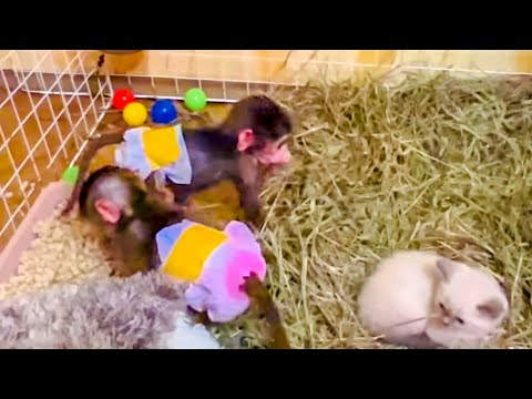 Степа и Маня ИДУТ в РАЗВЕДКУ в вольер к котенку и косуленку