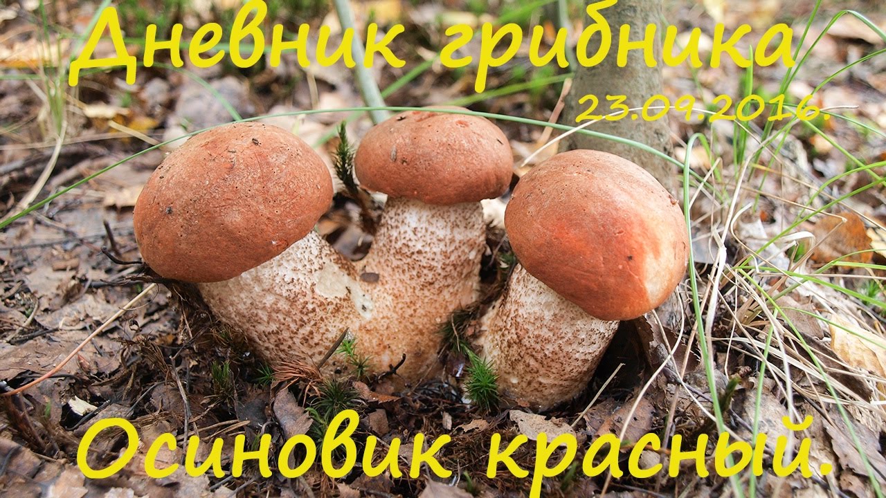 23 сентября 2016. Подосиновики красные