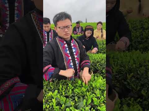 Picking tea! #shorts #drama #funny #comedy #vlog