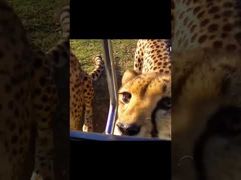 이게 도대체 고양이야 맹수야?! 치타 울음소리 영상 모음 (Either Cats or Cheetahs so Sticky!) 😩