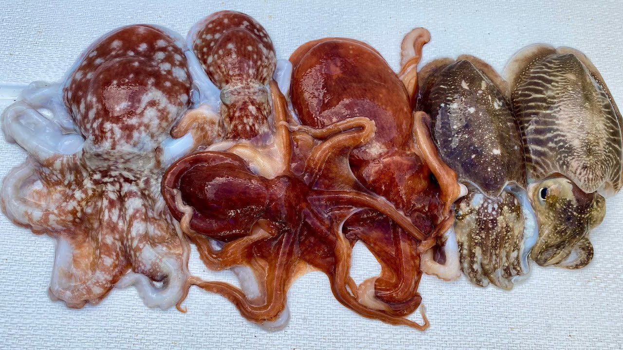 How to Catch Octopus, Cuttlefish and Squid - Winter Sea Fishing - The Fish Locker