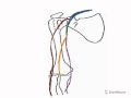 Understanding Veins and Their Functions