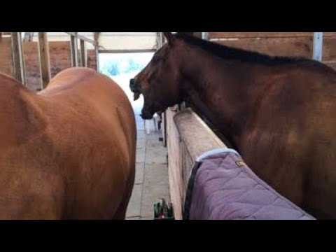 Best funniest horses of the week - Funny And Cute horses Video Compilation 2024 🐴#27