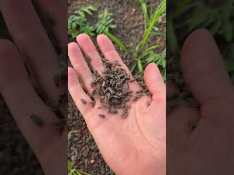 Wildest Transformation!! #animals #animallife #shorts