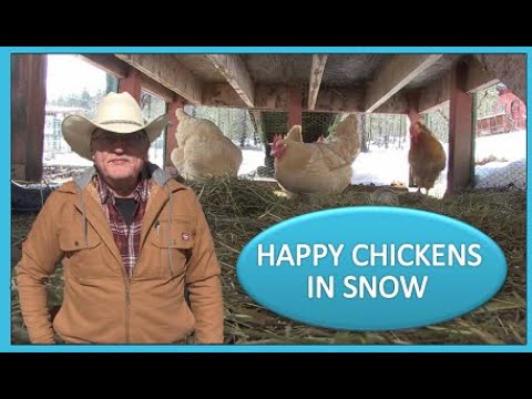 HAPPY CHICKENS IN SNOW