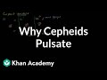 Cepheid Variable Stars and Ionized Helium