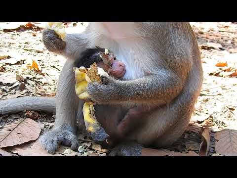 Newborn Monkey Family Temple Territory Tour #animallovers