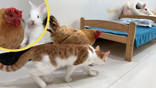 So funny! The hen brought the kitten to visit the rabbits! The puppy, duck and rooster followed.