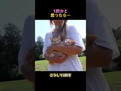 1匹かと思ったら…#猫 #子猫 #保護猫