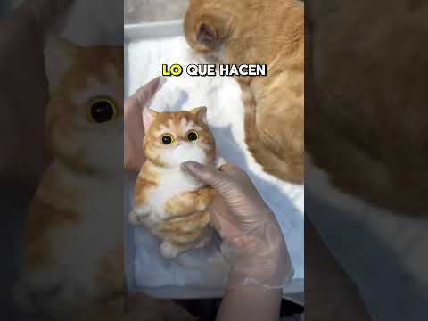 Estos Gatos De Pepti Son Adorables Pero...